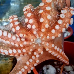 [산지직송] 여수별미 산지직송 활 돌문어 1kg (1-3미)