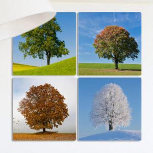 아트박스/꾸밈 cf482-멀티액자_봄여름가을겨울모습의나무