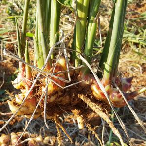 [팔도농장] 서산 태안 햇 생강 특상품 2kg