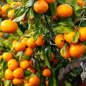 제주 타이벡 감귤 2.5kg(로얄과/S)