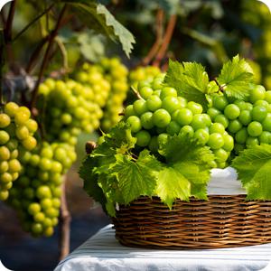 씨없는 고당도 오톰크리스피 애플청포도 3kg