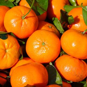 [26년 햇] 달콤한 제주 레드향 3KG (10-20과내외)