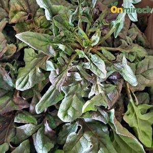 온미락 남해 보물섬 시금치 3kg 해풍 맞은 보물초 노지 시금치