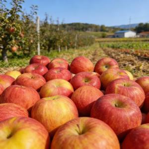 [팜보스]제수용 경북 정품사과 제사 차례용 정품사과 2kg (6과내외)