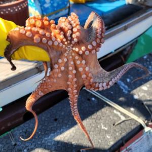 국내산 돌문어1kg (1-2미) 돌문어 참문어 술안주