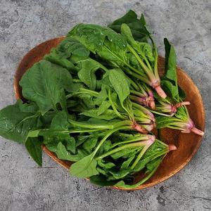 전남 고흥 시금치 1kg