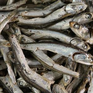 [맛군] 국내산 국물 육수용 다시멸치 1.5kg