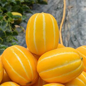 꿀맛남 정품 성주 참외 3kg (소과/17-23과)