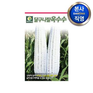 달구나 찰옥수수 씨앗 250립 . 야채 채소 씨 종자 파종 주말 농장 텃밭 재배.