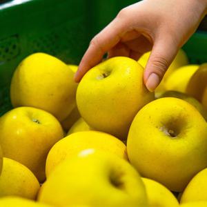 황금사과 시나노골드 주스용 랜덤과 3kg