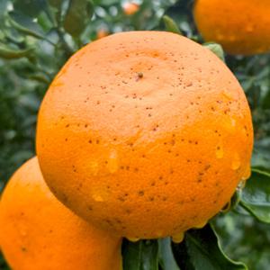 [제주직송] 고당도 천혜향 가정용 2kg 중과