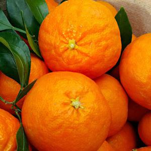 [제주직송] 달콤한 가정용 레드향 5kg 대과