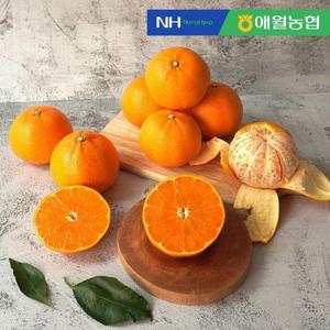 갤러리아_[애월농협] 제주 천혜향 선물세트 5kg (20입 내외) 부직포 포장