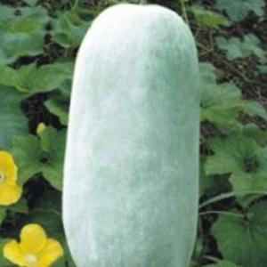 베란다텃밭 장형 동아 식용박 나물박 채소 씨 씨앗 종자 10립