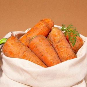 [더조은]제주 구좌 대왕 사이즈 당근 10kg