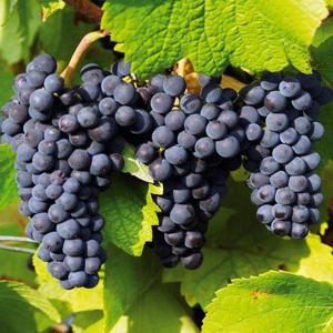 갤러리아_프리미엄 캠벨포도 1kg내외 (1-2수)