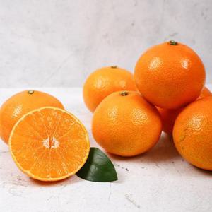 [제주바람] 달콤새콤 제주 황금향 4kg (21-30과내외)