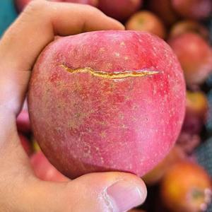 청송 부사 사과 5kg 랜덤소과 못난이사과 청송 꿀사과 햇사과 청송사과 햇