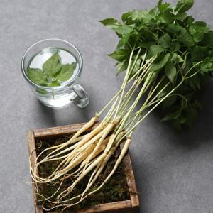 [장성황룡농협] GAP인증 국내산 새싹삼 50뿌리 (20cm내외)