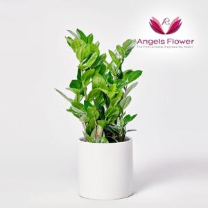 [엔젤스플라워] 택배배송 금전수 소형 관엽식물 공기정화 전국 꽃배달서비스