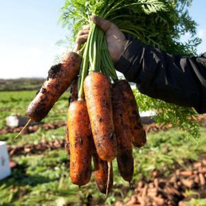 갤러리아_제주 춘심이네 구좌당근 정품 흙당근 10kg 중 사이즈