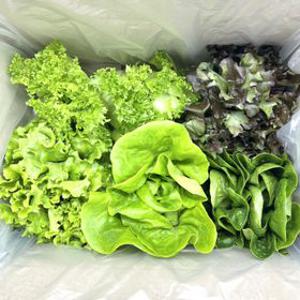 특가 [GAP인증] 당일수확 무농약 유러피안 채소 3~5종 믹스 800g/1kg 스마트팜 재배 샐러드 쌈채소