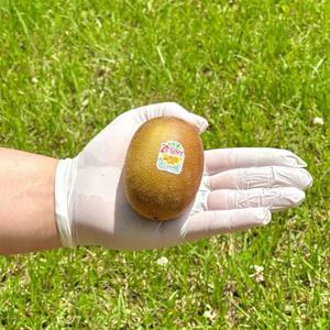 골드키위 제스프리 키위 1KG 2KG 선물세트