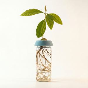 아보카도 씨앗 키우기 수경재배 발아 컵