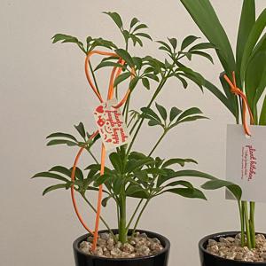 홍콩야자 야자화분 개업화분 플랜테리어 데스크테리어 인테리어식물 공기정화식물