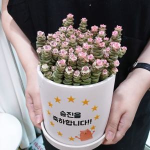 루페스트리+화분전사메세지 13W 개업화분 승진, 취업, 퇴사, 영전, 이사, 결혼 개업선물