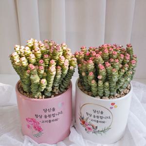 루페스트리 화이트 핑크 도자기화분 택1 메세지화분 - 플랜테리어 집들이선물 이사 축하화분