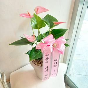 안스리움 분홍 꽃 지름18cm 독일 토분 화분 -집들이 개업 화분 선물 리본메세지 서비스