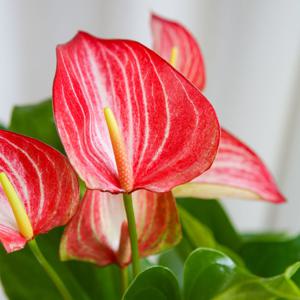 안스리움 리비움 독일 토분 - 리본화환 메세지 서비스