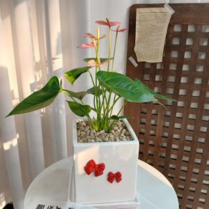 안스리움 핑크 사각화분 40cm~ 핑크 레드 리본부착 15W 개업화분 승진화분 생일 영전