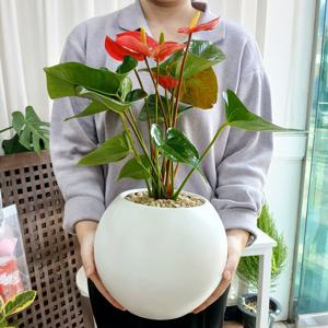 안스리움 빨강 대형둥근 화분 달항아리 화이트 중형사이즈 개업화분 집들이선물 승진 퇴사 생일