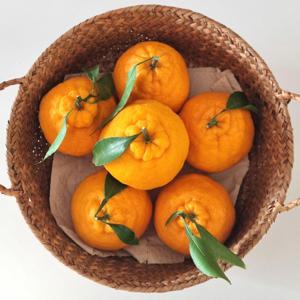 제주직송 프리미엄 한라봉 1kg