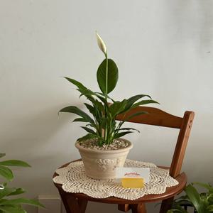 향스파티필름 스타티필름 플랜테리어 데스크테리어 인테리어