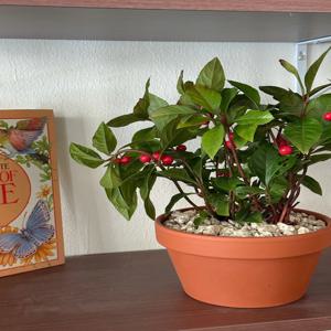 산호수 덩굴 열매 화분 플랜테리어 데스크테리어 인테리어식물