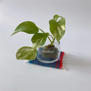 스킨답서스 코케다마 이끼 유리화분 키우기 쉬운 실내 공기정화 인테리어 식물 플랜트