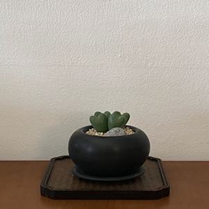 축전다육 미니하트 코노피튬 리톱스 블랙볼화분 플랜테리어 데스크테리어 인테리어식물