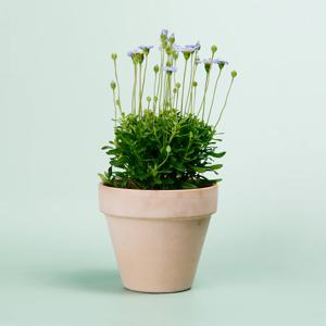 페르시아_이태리토분 바소 인테리어식물 실내공기정화식물