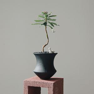 천리향분재 바소옴브라