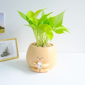 스킨답서스 기영이 힐링화분 - 개업 승진 축하화분 공기정화식물 퇴사선물