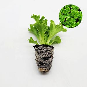 크리스탈 라리끄 1개 유럽 상추 모종 쌈채소 샐러드 텃밭 채소 튼튼한 모종