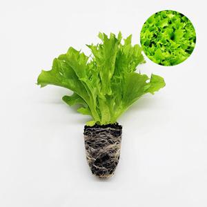 멀티리프 멀티그린 1개 유럽 상추 모종 쌈채소 샐러드 텃밭 채소 튼튼한 모종