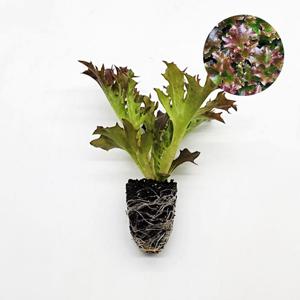 멀티리프 멀티레드54 1개 유럽 상추 모종 쌈채소 샐러드 텃밭 채소 튼튼한 모종