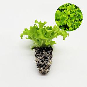 멀티리프 스위트 1개 유럽 상추 모종 쌈채소 샐러드 텃밭 채소 튼튼한 모종