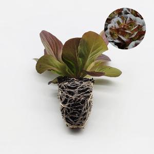 멀티버터헤드 고갱 1개 유럽 상추 모종 쌈채소 샐러드 텃밭 채소 튼튼한 모종