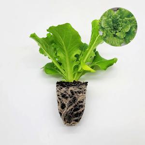 바타비아 컨버젼 1개 유럽 상추 모종 쌈채소 샐러드 텃밭 채소 튼튼한 모종