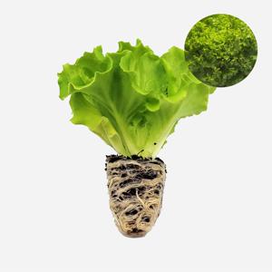 바타비아 임펄숀 1개 유럽 상추 모종 쌈채소 샐러드 텃밭 채소 튼튼한 모종